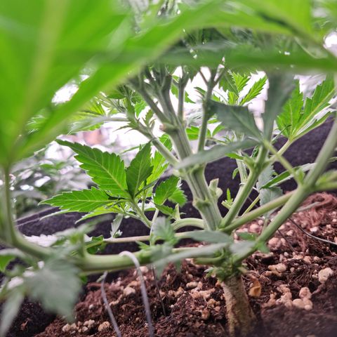 Wedding Cheesecake #2 growlog timeline photo