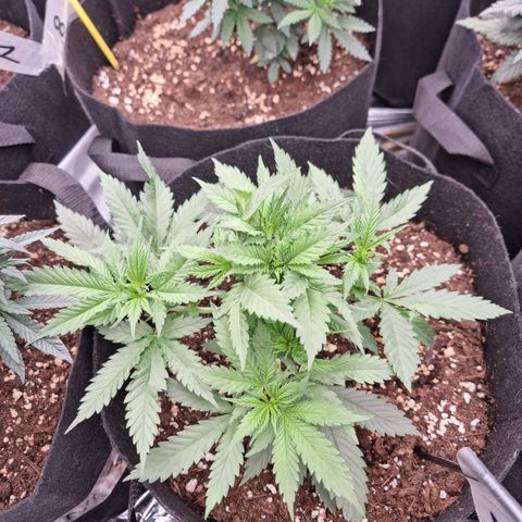 Wedding Cheesecake #2 growlog timeline photo