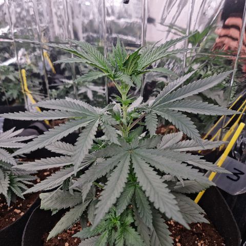 Northern Lights #3 growlog timeline photo