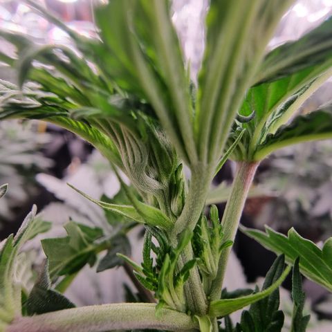 Northern Lights #3 growlog timeline photo