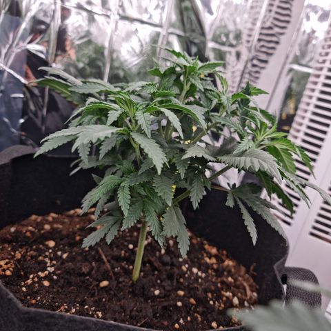 Northern Lights #1 growlog timeline photo
