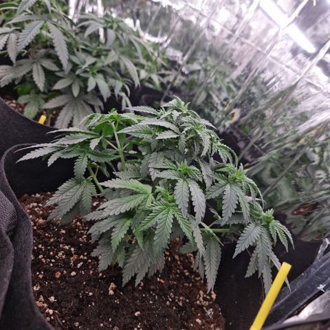 Northern Lights #4 growlog timeline photo