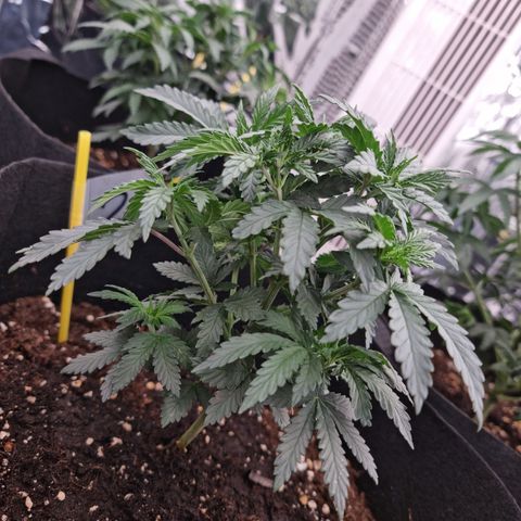 Northern Lights #2 growlog timeline photo