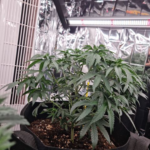 Northern Lights #7 growlog timeline photo