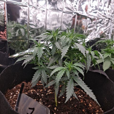 Wedding Cheesecake #1 growlog timeline photo