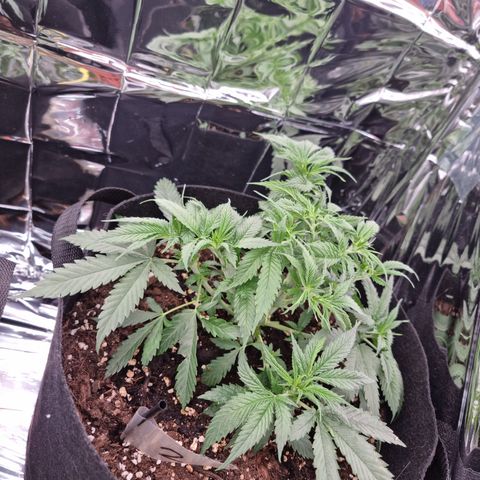 Wedding Cheesecake #2 growlog timeline photo