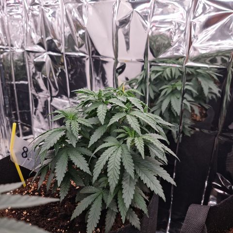Northern Lights #8 growlog timeline photo