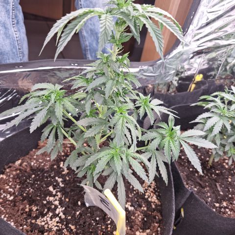 Northern Lights #3 growlog timeline photo