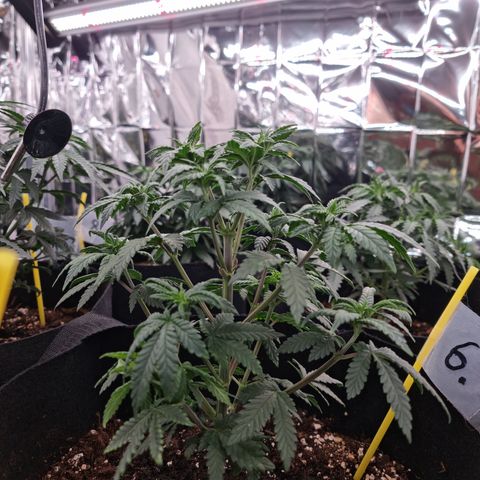 Northern Lights #6 growlog timeline photo