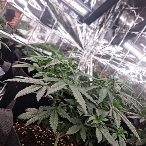Northern Lights #5 growlog timeline photo