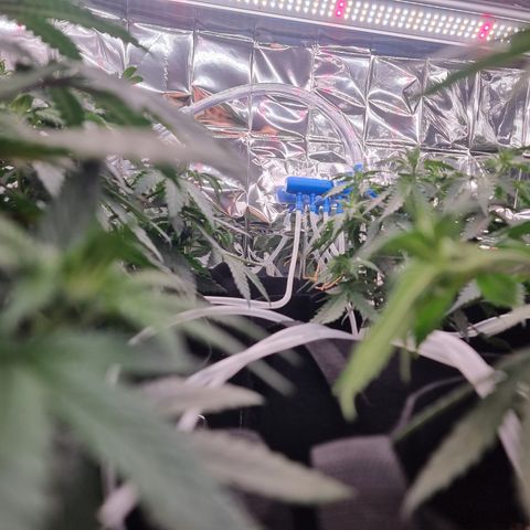 Wedding Cheesecake #2 growlog timeline photo