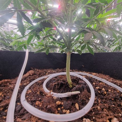 Wedding Cheesecake #2 growlog timeline photo