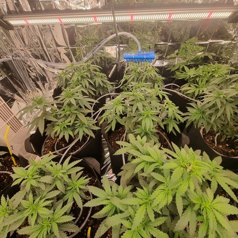 Wedding Cheesecake #2 growlog timeline photo