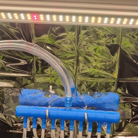 Wedding Cheesecake #2 growlog photo: Bewässerung installiert 