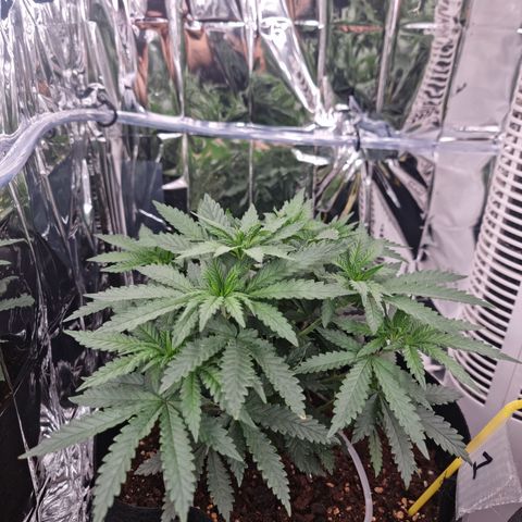 Northern Lights #1 growlog timeline photo