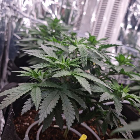 Northern Lights #2 growlog timeline photo