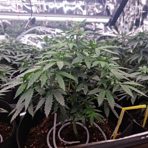 Northern Lights #3 growlog timeline photo