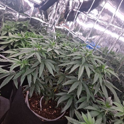 Northern Lights #7 growlog timeline photo
