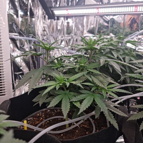 Northern Lights #5 growlog timeline photo