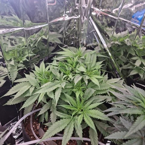 Wedding Cheesecake #2 growlog timeline photo