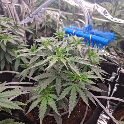 Wedding Cheesecake #1 growlog timeline photo
