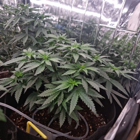 Northern Lights #4 growlog timeline photo