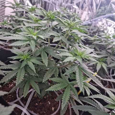 Northern Lights #6 growlog timeline photo