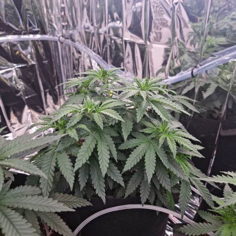Northern Lights #8 growlog timeline photo