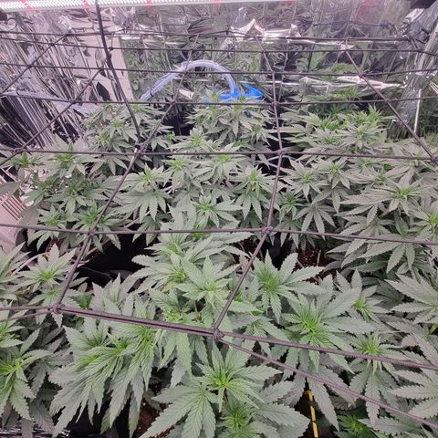 Wedding Cheesecake #2 growlog photo: Netz gespannt auf 40 cm Pflanzen Höhe .