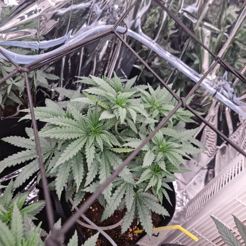 Northern Lights #1 growlog timeline photo