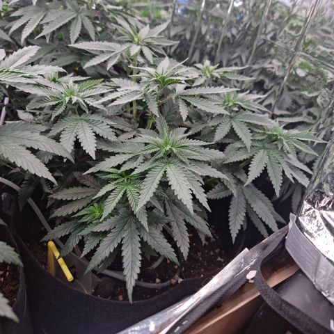 Northern Lights #4 growlog timeline photo