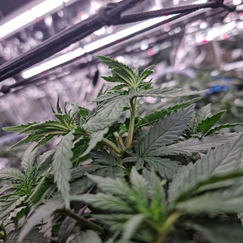 Northern Lights #3 growlog timeline photo