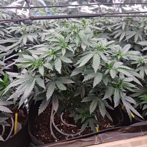 Northern Lights #3 growlog timeline photo