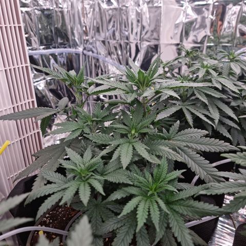 Northern Lights #5 growlog timeline photo