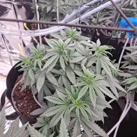 Northern Lights #8 growlog timeline photo