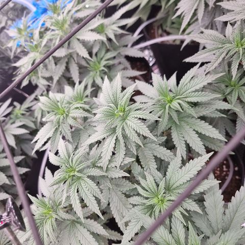 Northern Lights #6 growlog timeline photo