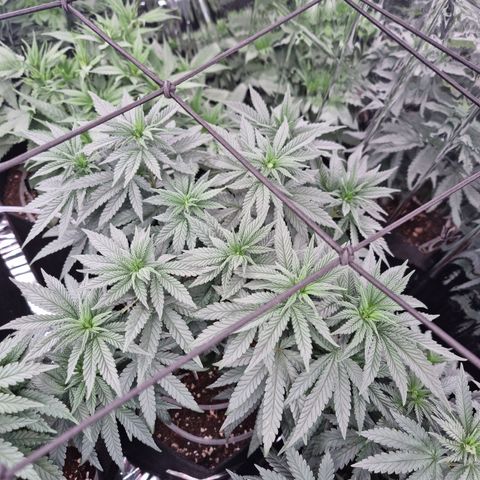 Northern Lights #7 growlog timeline photo