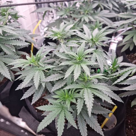 Northern Lights #2 growlog timeline photo