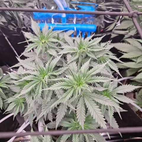 Wedding Cheesecake #1 growlog timeline photo
