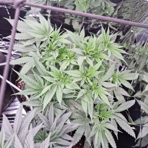 Wedding Cheesecake #2 growlog timeline photo