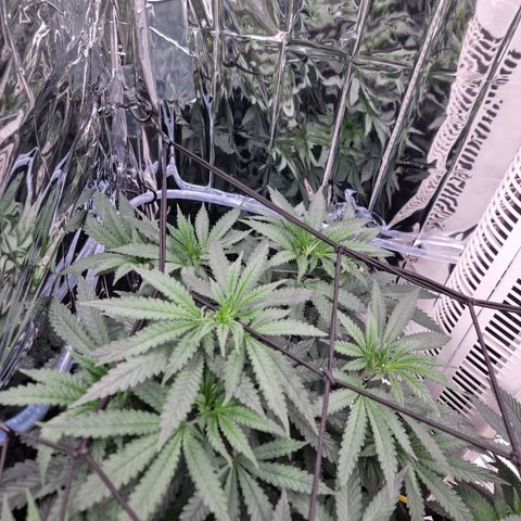 Northern Lights #1 growlog timeline photo