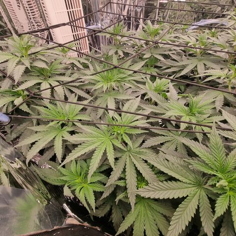 Northern Lights #2 growlog timeline photo
