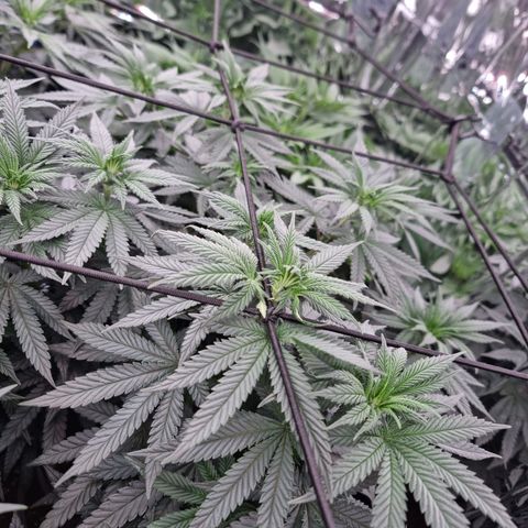 Northern Lights #7 growlog timeline photo