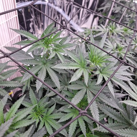 Northern Lights #5 growlog timeline photo