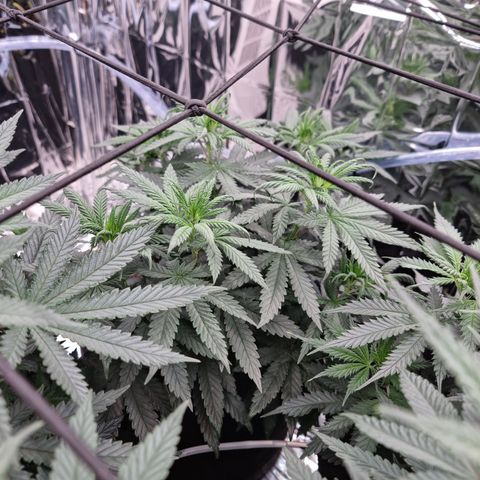 Northern Lights #8 growlog timeline photo