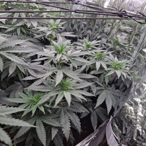 Northern Lights #4 growlog timeline photo