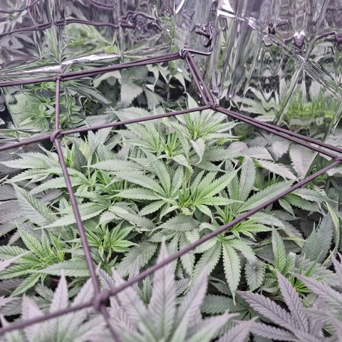 Wedding Cheesecake #2 growlog timeline photo