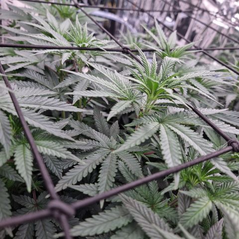 Northern Lights #6 growlog timeline photo