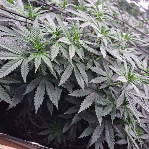 Northern Lights #3 growlog timeline photo