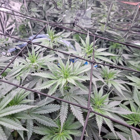 Wedding Cheesecake #1 growlog timeline photo